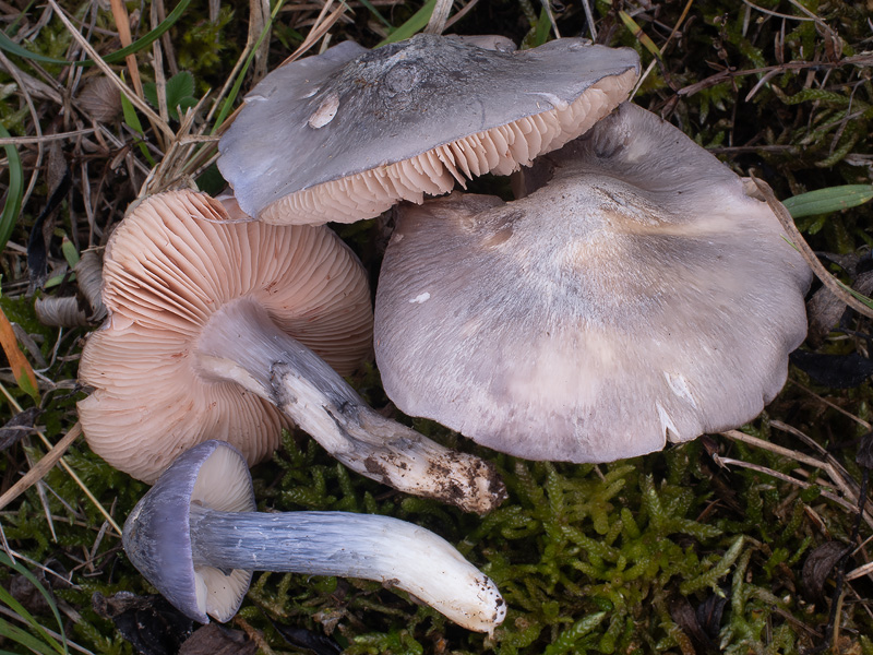 Entoloma bloxamii